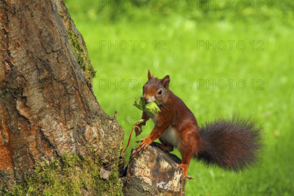 A busy squirrel gathering nuts from a hazelnut tree