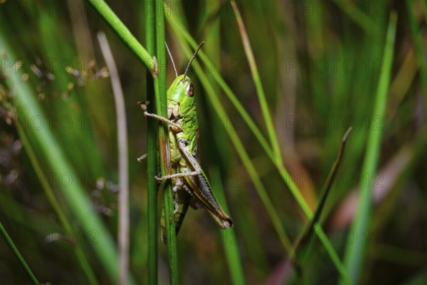 A view of a grasshopper in natural habitat on green grass