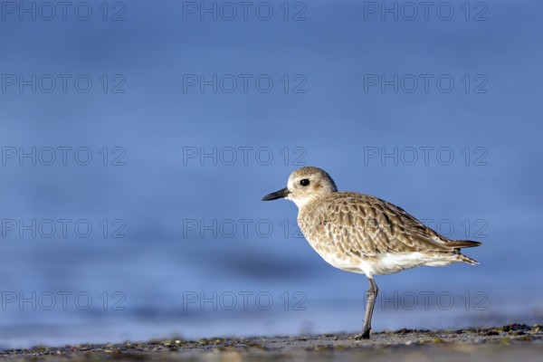 Little Ringed Plover, (Pluvialis squatarola), animal, animals, bird, birds, biotope, habitat,