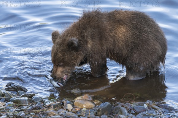 Cute brown bear cub eating caught red salmon fish standing on river bank. Wild animal child in