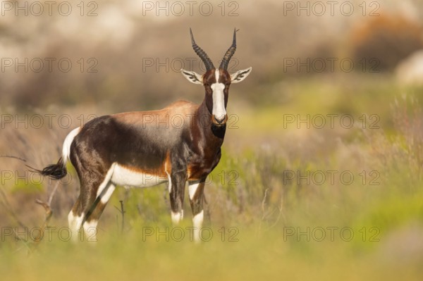 Bontebok, (Damaliscus pygargus), antelope, Table Mountain National Park Cape of Good Hope Nature