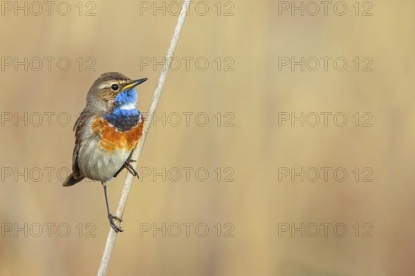 White-throated bluethroat (Luscinia svecica), Luscinia svecicus, Hockenheim, Baden-Württemberg,