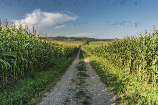 A country lane leads through corn fields, landscape in the Swiss canton of Thurgau in summer,