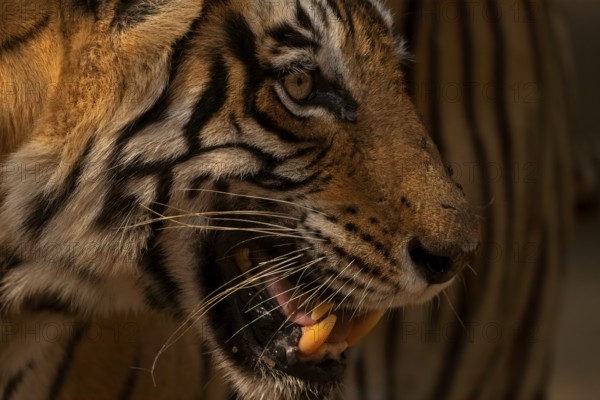 Head shot of a Bengal tiger in Ranthambhore national park in India