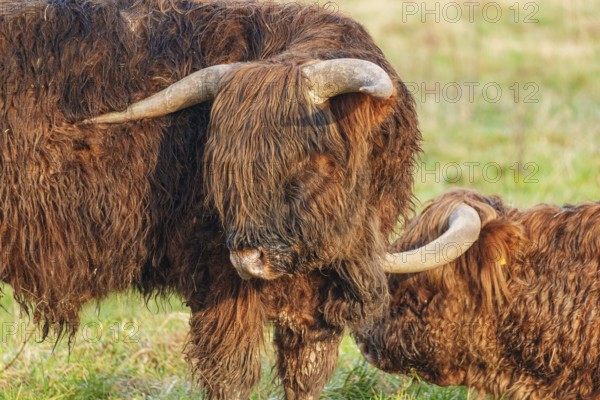 Two Highland cattle standing close together in the meadow, Velen, Münsterland, North