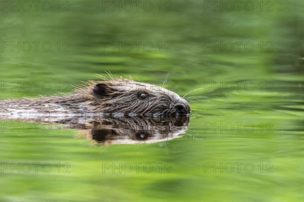 Eurasian beaver (Castor fibre) swimming in the green reflecting forest lake, Schlüchtsee, Black