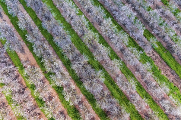 Shooting from a drone, from a bird's eye view. Huge flowering almond grove. Israel. Trees blooming