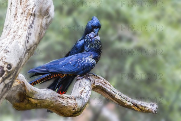 Kiss. Gentle couple. Pair of bright parrots gently kissing on a branch. Budgerigars are small,