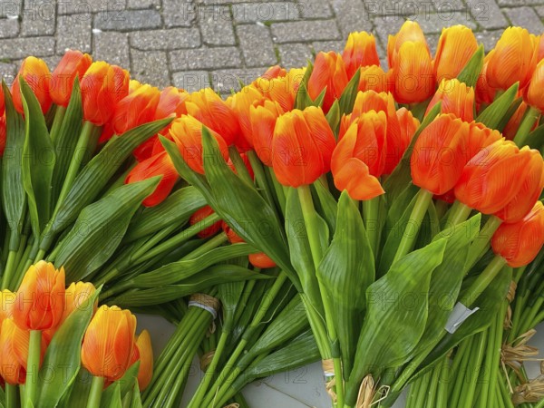 Wooden tulips in the shop in Volendam. Volendam is a town in North Holland, 20 kilometres north of