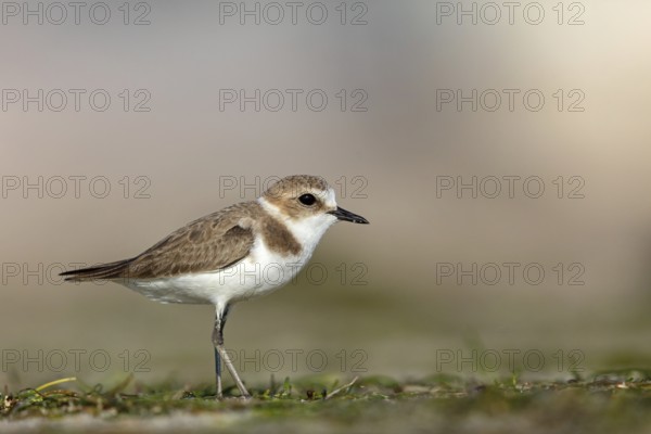 Animals, birds, plover, Kentish plover, (Charadrius alexandrinus), biotope, habitat, foraging, Barr