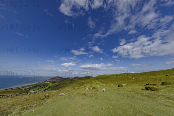 Hilly landscape with green meadows, sheep and stone wall, dry stone wall on the edge of Snowdonia