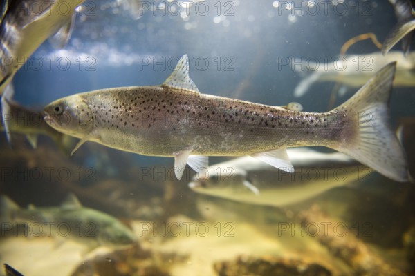 Lachs im Aquarium schwimmend / Salmon swimming in clear water in an aquarium seen from the side