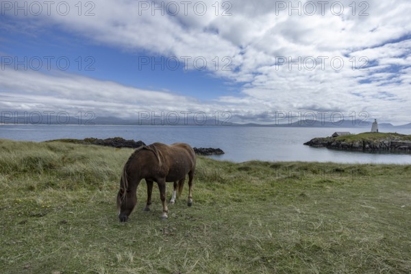 Brown horse grazing on a green meadow by the sea with Twr Mawr Lighthouse in the background, Ynys
