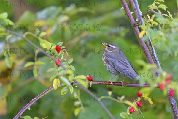 Redwing, (Turdus iliacus), animals, birds, perch, thrush, thrushes, Heligoland, Schleswig-Holstein,