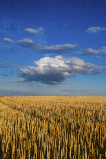 The field after harvesting in sunny day. Picture with mowed wheat field under sunny day. Czech
