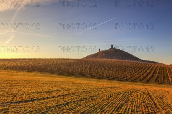 Hazmburk Castle and apple Orchard Rows in spring. Fruit trees over bright blue sky. Apple orchard