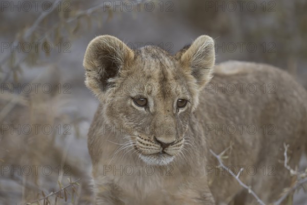 Lion cub (Panthera leo juvenil), Hyena pan private game reserve, Khwai river area, Okavango Delta,