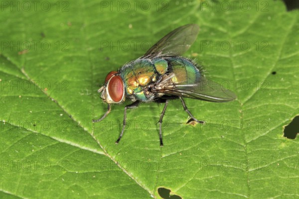 Bottle Fly, Lucilia spec., Blow fly