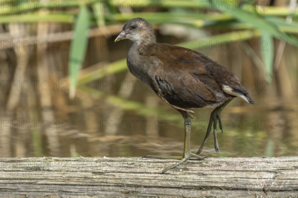 Young common moorhen (Gallinula chloropus) resting on a tree trunk in a river. Bas-Rhin, Alsace,