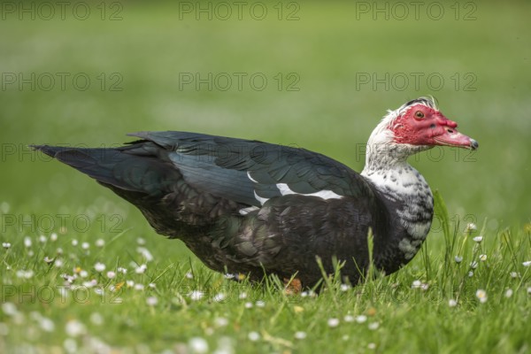 Muscovy duck (Cairina moschata) in a park in spring. Bas-Rhin, Collectivite europeenne d'Alsace,