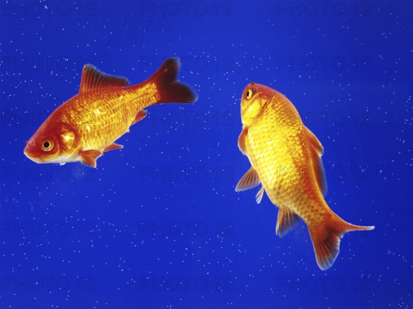 Two goldfish swimming in an aquarium, animals, fish, goldfish studio shot, Lower Saxony, Federal
