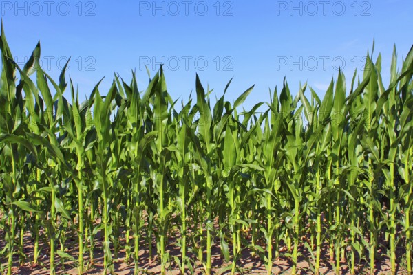 Green maize field