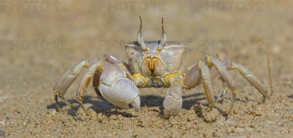 Horned ghost crab, beach, mudflat, horned eye sand crab, Indo-Pacific riding crab, Geisetr crab,