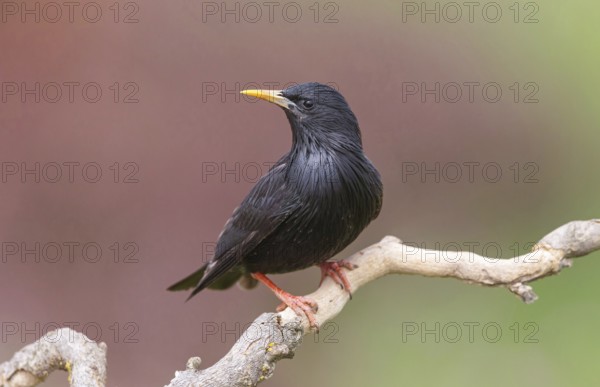Spotless Starling, Sturnus unicolor, Étourneau unicolore, Estornino Negro, Hides de El Taray /