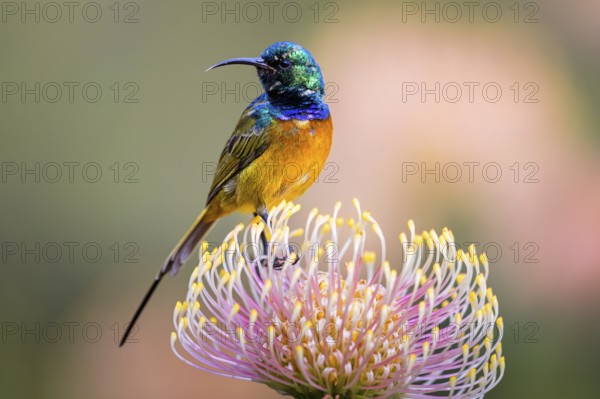 Orange-breasted sunbird (Anthobaphes violacea), Nectarinia violacea, Orange-breasted Sunbird,