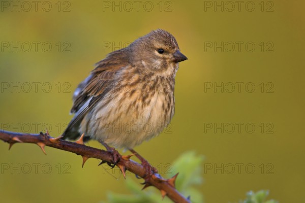 Linnet, Common Linnet, Eurasian Linnet, (Carduelis cannabin), (Acanthis cannabina), Linotte