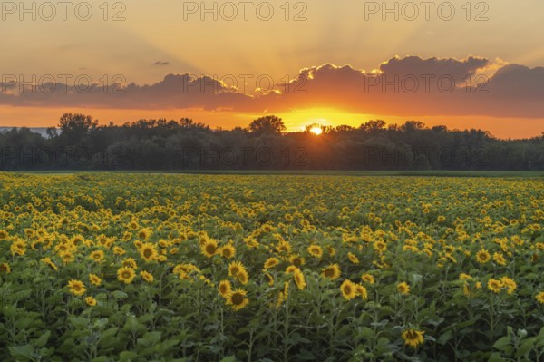 Fields of sunflowers or sun at sunset (Helianthus annuus) grown for its edible seeds, flour and oil