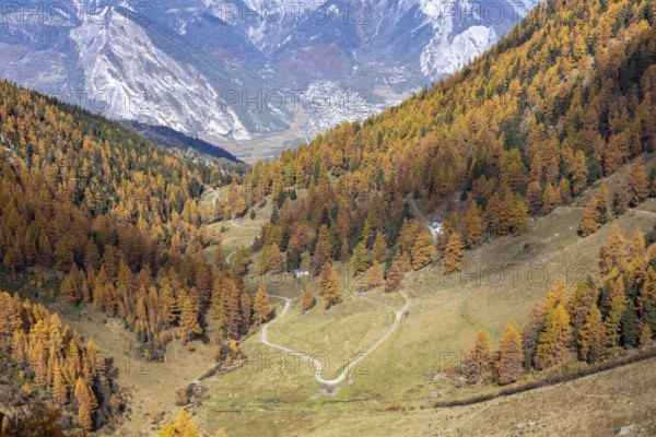Autumnal larch forests with a view of the main valley of the Valais, Rhone Valley, Vallon d'Arbi,