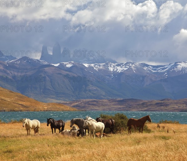 Chilean Andes. Fabulous lake Laguna Azul. Distance are seen three rocks Torres del Paine. On the