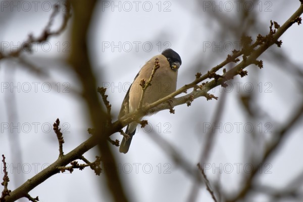 A bullfinch (Pyrrhula pyrrhula) female sits quietly on a branch in nature, pond area Wismar-Kluß,