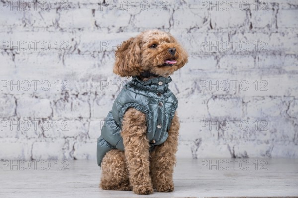 Small funny dog of brown colour with curly hair of toy poodle breed posing in clothes for dogs.