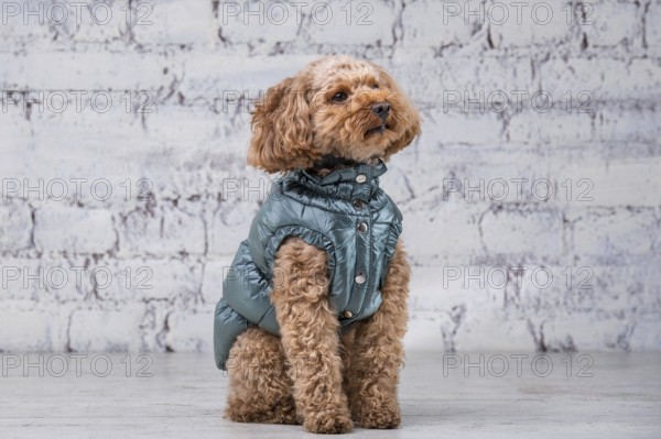 Small funny dog of brown colour with curly hair of toy poodle breed posing in clothes for dogs.