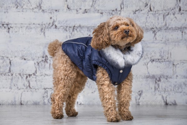 Small funny dog of brown colour with curly hair of toy poodle breed posing in clothes for dogs.