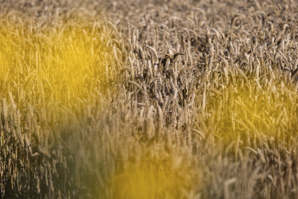 Golden wheat field with blurred yellow flowers in the foreground, Coxhill, Shepherdswell, Dover,