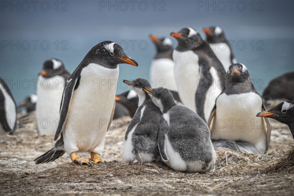 Gentoo penguin (Pygoscelis papua) with two chicks in a colony, Pebble Island, Falkland Islands,
