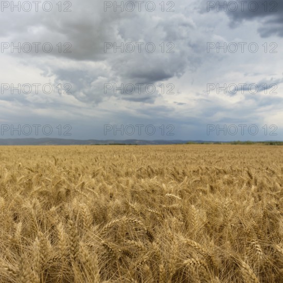 Golden wheat field and Storm clouds