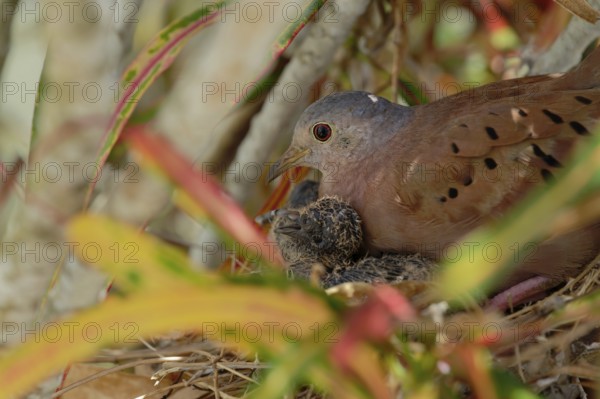 A dove is nurturing its chick in a nest amidst colorful leaves, Ruddy ground dove, Columbina