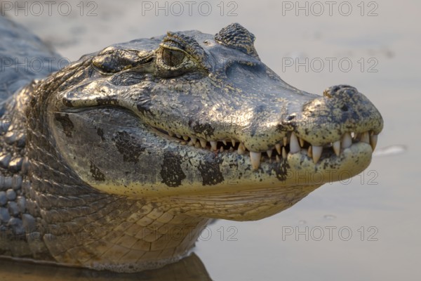 Caiman (Caimaninae), Crocodile (Alligatoridae), crocodile (Crocodylia), animal portrait, mouth