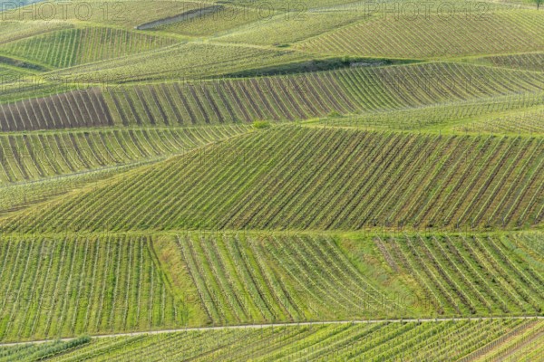 Vines flourishing on stony and volcanic soils. This gives excellent wines with a particularly