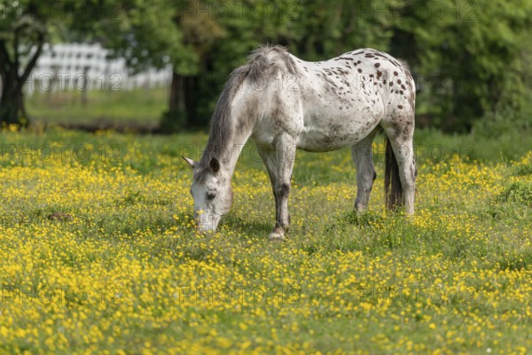 Horse in a green pasture filled with yellow buttercups. Bas-Rhin, Collectivite europeenne d'Alsace,