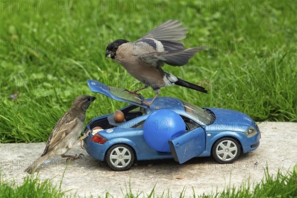 Bullfinch female with open wings on open boot of blue Audi TT model car standing on stone slab in