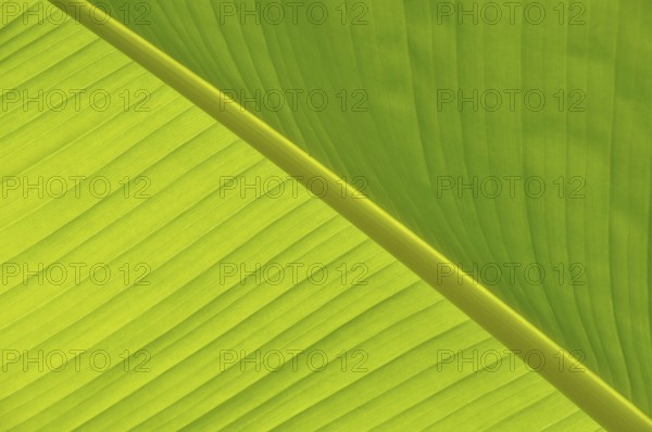 Green Leaf close-up, Close-up of a vibrant green banana leaf showing its texture and natural