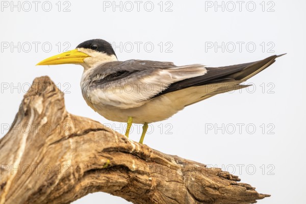 Large-billed Tern (Phaetusa simplex), Pantanal, inland, wetland, UNESCO Biosphere Reserve, World
