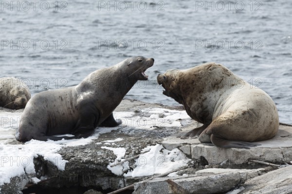 Nature of Kamchatka: rookery Steller Sea Lion or Northern Sea Lion (Eumetopias Jubatus) . Russia,