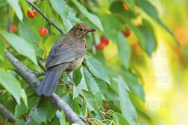 Blackbird (Turdus merula), one, individual, biotope, habitat, perch, garden, Neuhofen,
