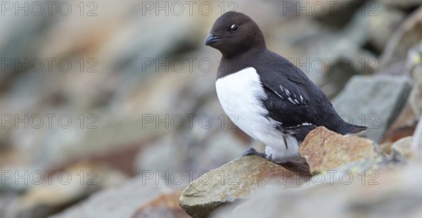 Cory's Grebe, Plautus alle, Dovekie, Little Auk, (Mergule nain), Mérgulo atlántico, Longyearbyen,